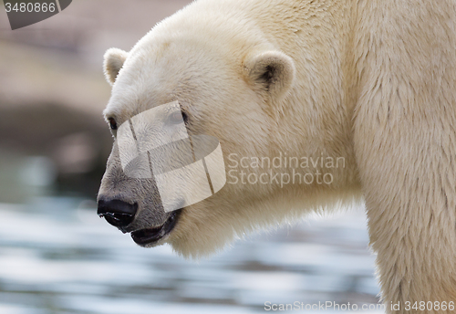 Image of Close-up of a polarbear