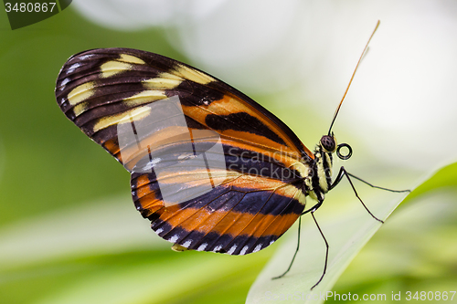 Image of Large butterfly