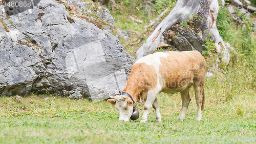 Image of Brown milk cow in a meadow of grass