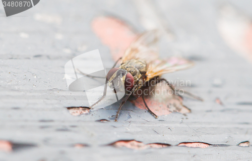 Image of Fly sitting on some old paintwork