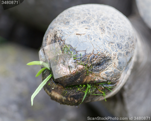 Image of Galapagos giant tortoise eating