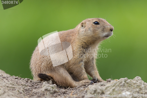 Image of Black-tailed prairie dog  (Cynomys ludovicianus)