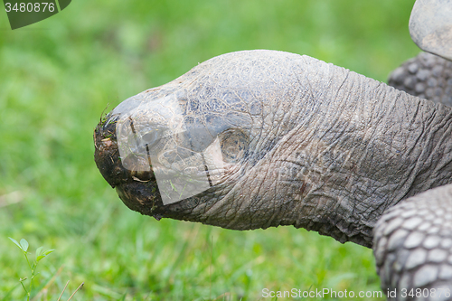 Image of Galapagos giant tortoise eating