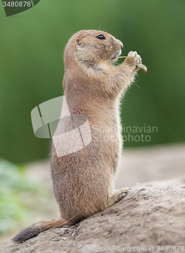 Image of Black-tailed prairie dog  (Cynomys ludovicianus)