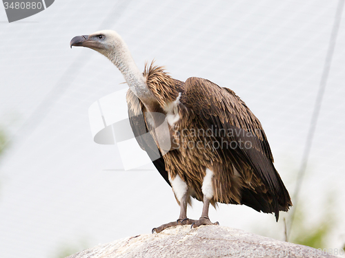 Image of Adult condor