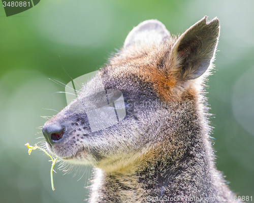 Image of Kangaroo: Wallaby close-up portrait