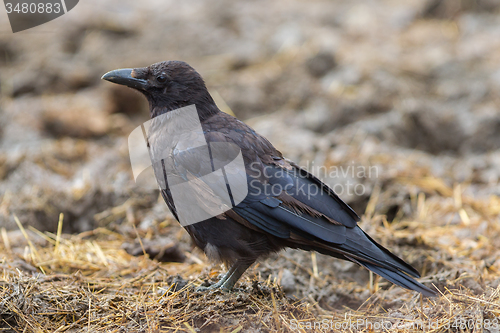 Image of Black Crow