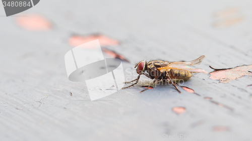 Image of Fly sitting on some old paintwork