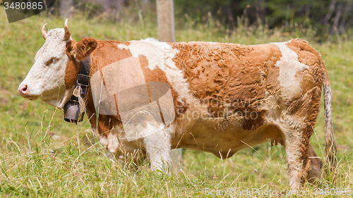 Image of Brown milk cow in a meadow of grass