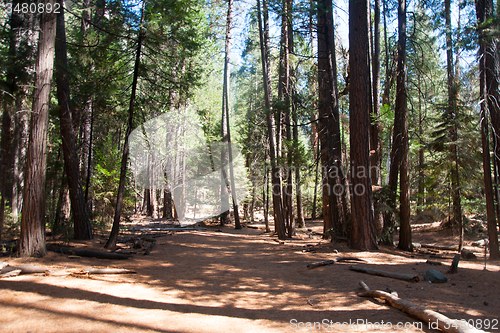 Image of Hiking in forest