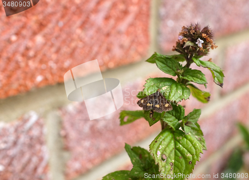 Image of Mint moth on a mint sprig