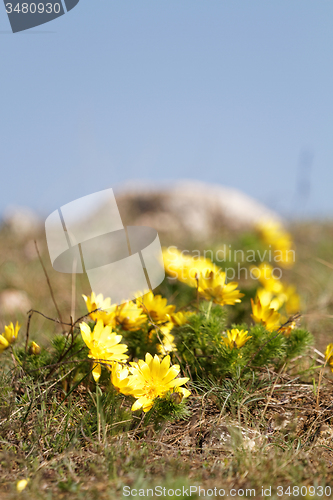 Image of Yellow flower