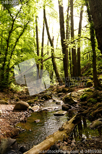 Image of Brooks in the forest