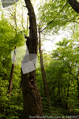 Image of Forest at spring