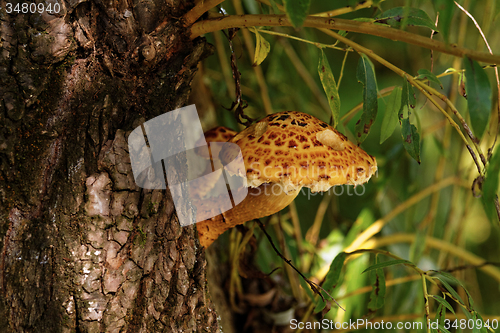 Image of brown tree fungus