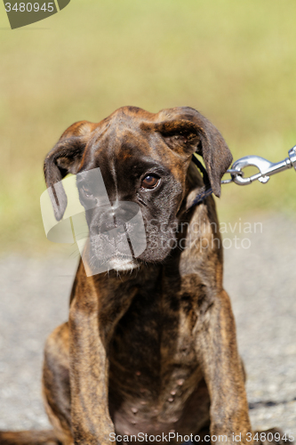 Image of Boxer dog