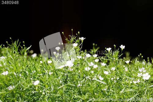 Image of Sweet alyssum