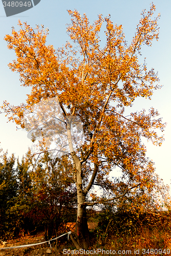 Image of Autumn tree