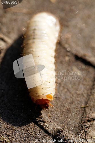 Image of Chafer grubs