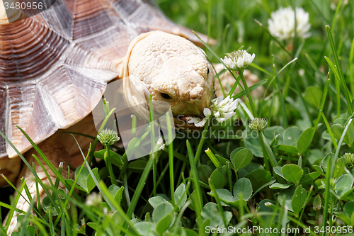 Image of African Spurred Tortoise