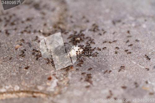 Image of Ants of bread