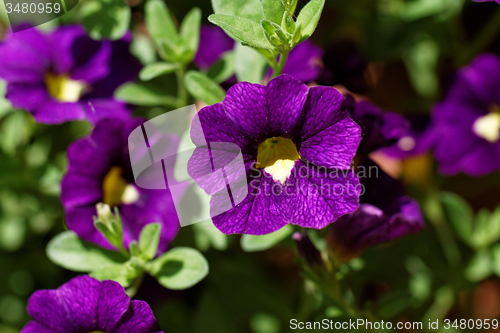 Image of Purple petunia