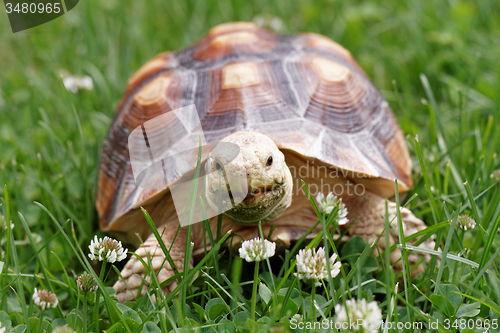 Image of African Spurred Tortoise