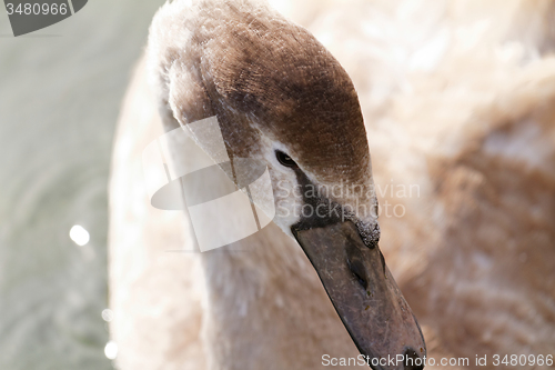 Image of Wild goose