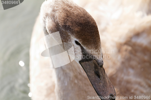 Image of Wild goose