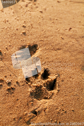 Image of Animal foot print