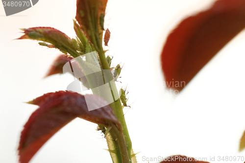 Image of Green aphid