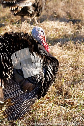 Image of Turkey in nature