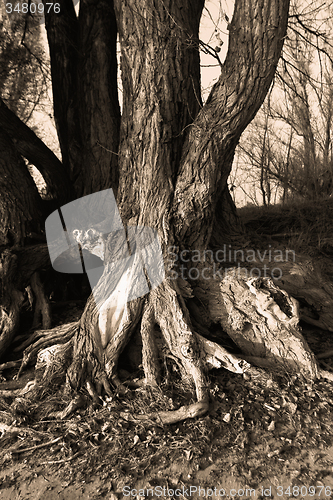 Image of Tree root