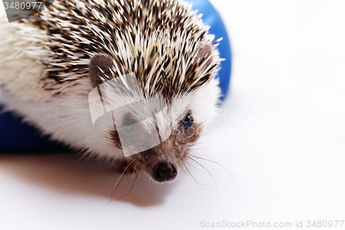 Image of Cute hedgehog