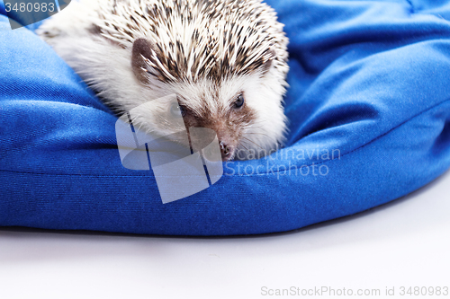 Image of Cute hedgehog