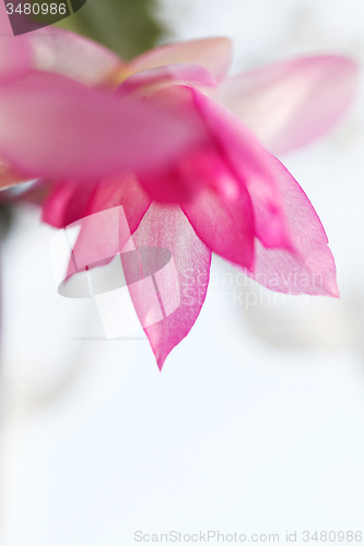 Image of Christmas cactus
