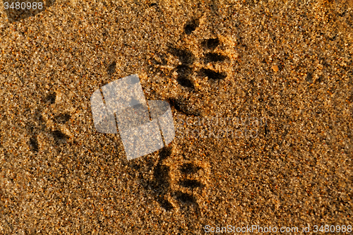 Image of Animal foot print