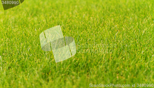 Image of Green grass