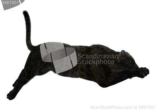 Image of Big Cat Black Panther