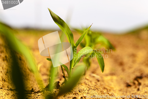 Image of corn sprout  