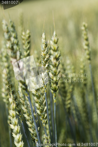 Image of green rye  