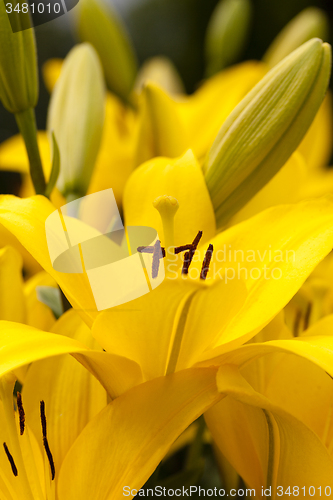 Image of yellow lily  