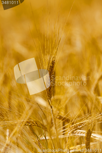 Image of mature wheat 