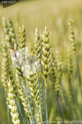 Image of green rye 