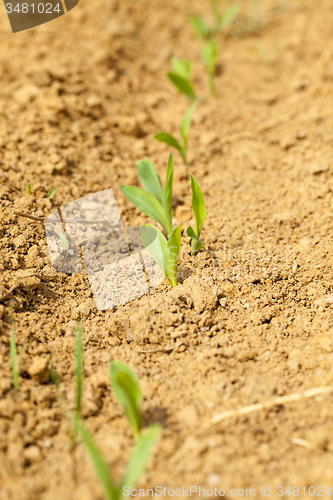 Image of corn sprout  