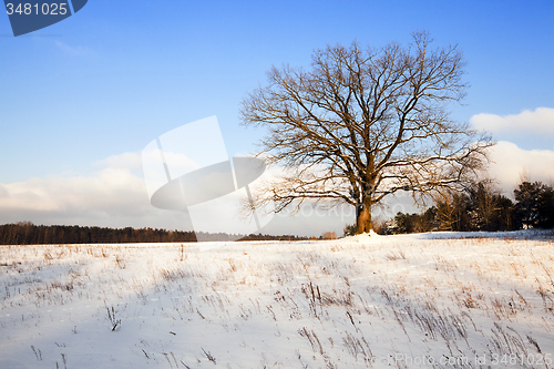 Image of tree in the field  