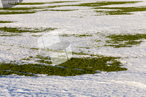 Image of sprouts of winter wheat 