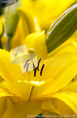 Image of lily. macro   