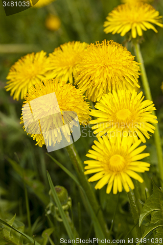 Image of dandelions  