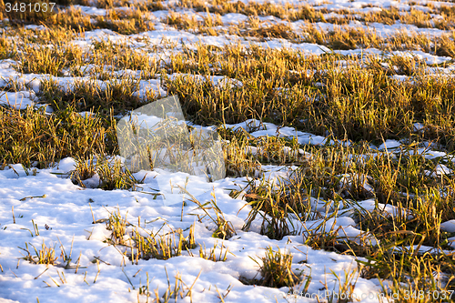 Image of plants under snow 